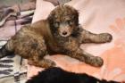Zauberhafte Bernedoodle Welpen suchen eine freundliche Familie