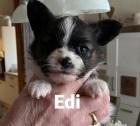 Niedliche Papillon Babys