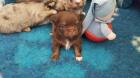 Shih Tzu mix Welpen in schoko