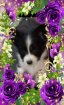 Reinrassige Papillon Babys